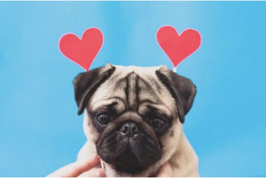 Win A Valentines Prize Pack For Dogs