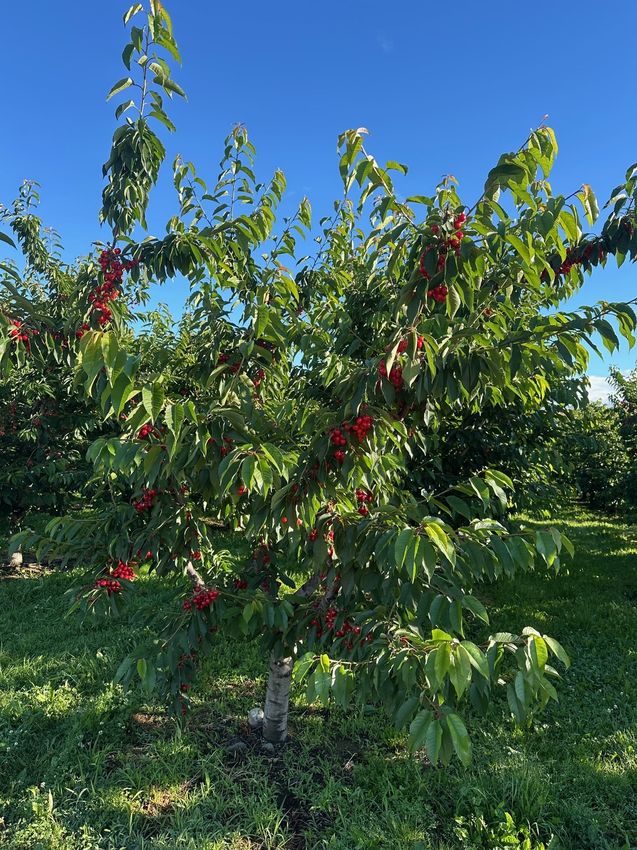 The Great Northwest Cherry Giveaway