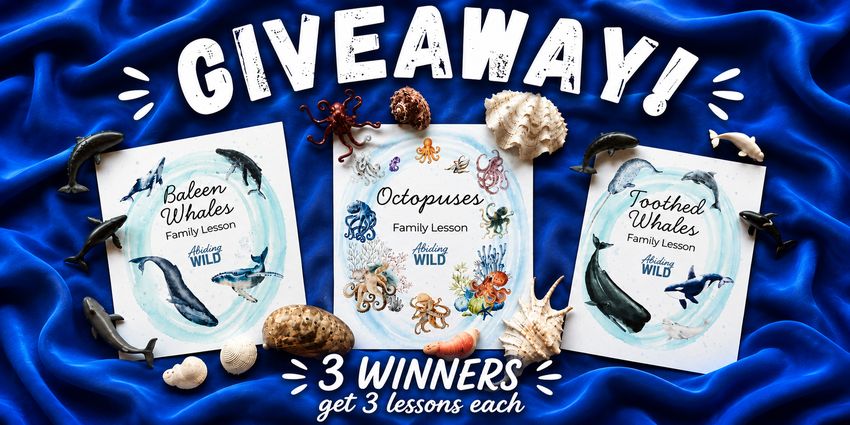 Abiding Wilds 3 000 Followers Giveaway