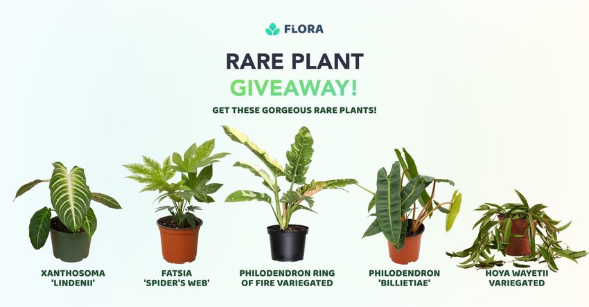 Flora July Rare Plant Giveaway 1500 Worth Of Treasure For 20 Winners