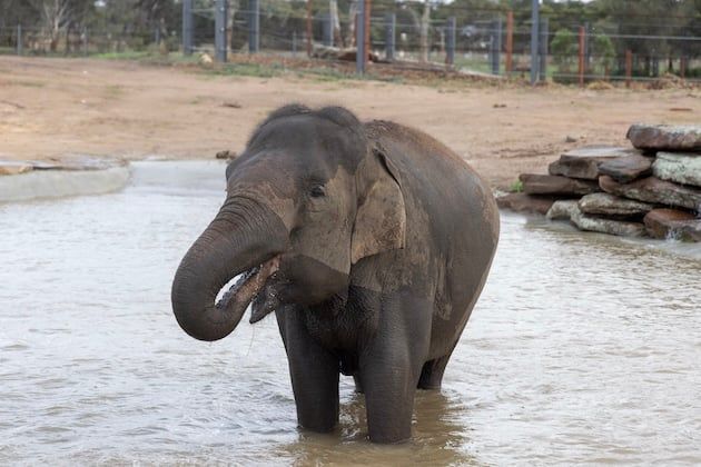 Win A Family Pass To Monarto Safari Park