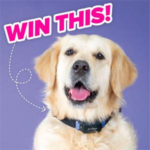 Win A Petpace Smart Collar