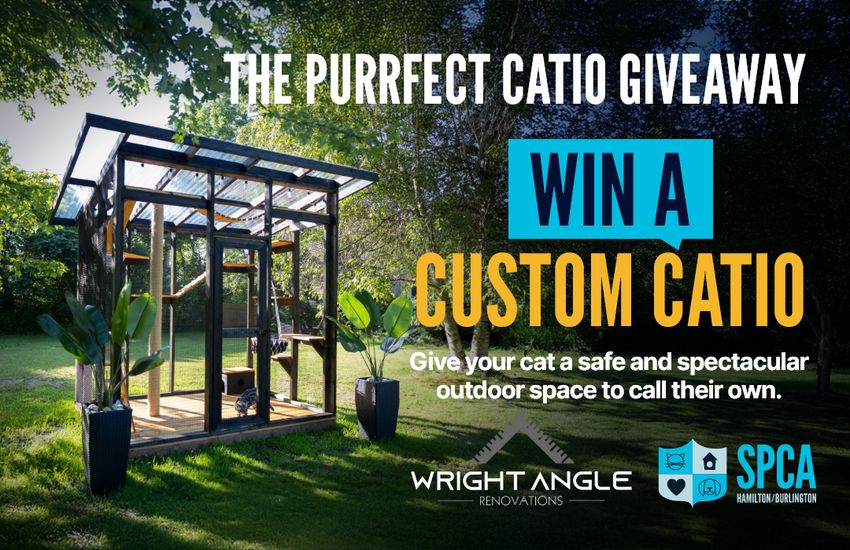A One Of A Kind Retreat For Your One Of A Kind Cat