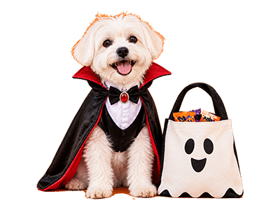 DogTV–Monthly Giveaway