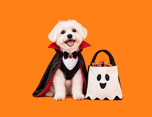 DogTV Tricks for Treats Giveaway – Win a Halloween Prize Pack For Your Pet