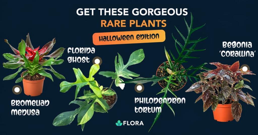 SPOOKY RARE PLANT GIVEAWAY